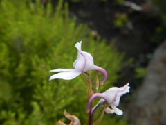 Brownleea recurvata
