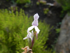 Brownleea recurvata
