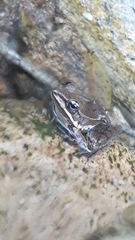 Lithobates pustulosus