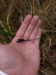 Sisyrinchium jamesonii