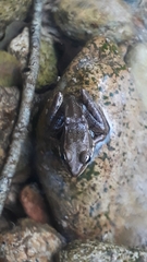 Lithobates pustulosus