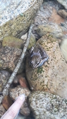 Lithobates pustulosus