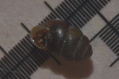 Vertigo pygmaea