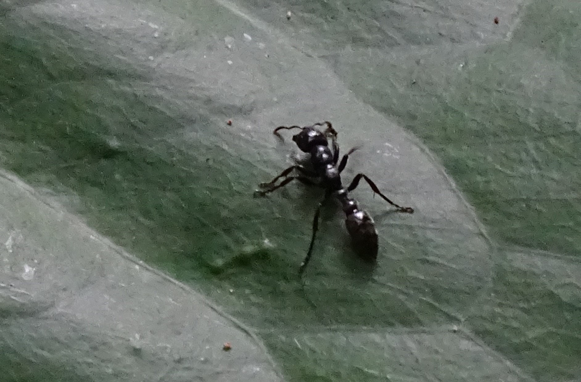 Tetraponera aethiops