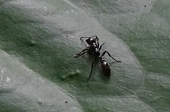 Tetraponera aethiops