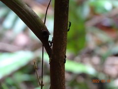 Tetraponera aethiops