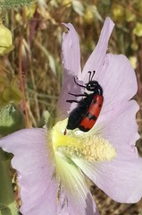 Mylabris quadripunctata