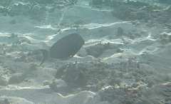 Acanthurus tennentii
