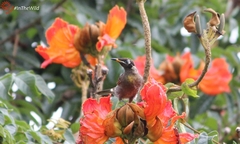 Bolemoreus frenatus