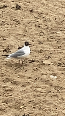 Chroicocephalus ridibundus