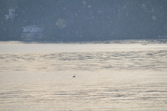 Podiceps auritus