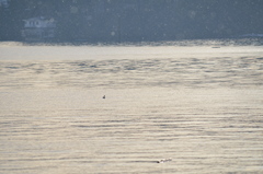 Podiceps auritus