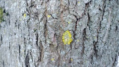Xanthoria parietina