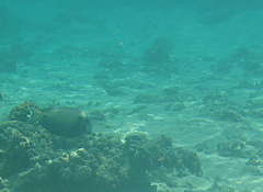 Acanthurus tennentii