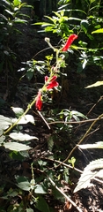 Salvia gesneriiflora