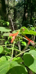 Salvia gesneriiflora