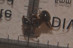 Lasius