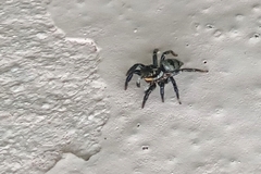 Corythalia conferta
