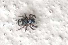 Corythalia conferta