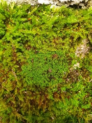 Pseudocrossidium revolutum