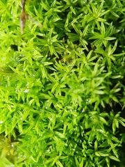 Pseudocrossidium revolutum