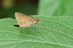 Hesperiidae