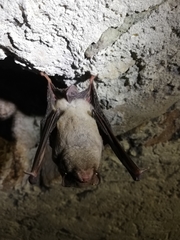 Miniopterus schreibersii