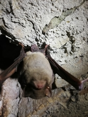 Miniopterus schreibersii