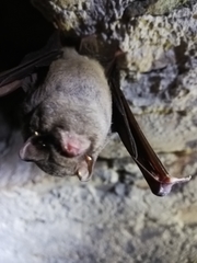 Miniopterus schreibersii