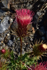 Cirsium arizonicum arizonicum