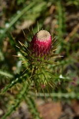 Cirsium arizonicum arizonicum