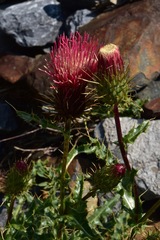 Cirsium arizonicum arizonicum