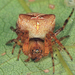 Araneus corticarius - Photo (c) Tom Murray, some rights reserved (CC BY-NC), uploaded by Tom Murray
