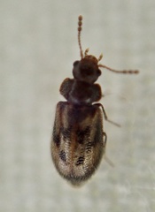 Phloiophilus edwardsii
