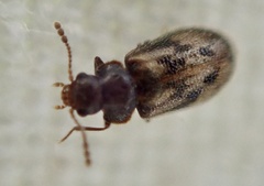 Phloiophilus edwardsii