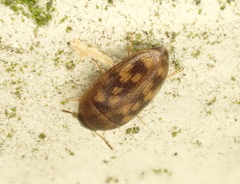 Litargus vestitus