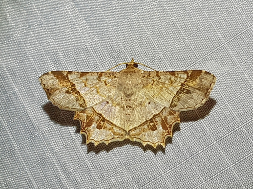 Chiasmia avitusaria