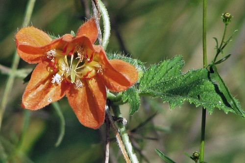 Caiophora lateritia (Caiophora lateritia)