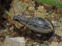 Sitona humeralis