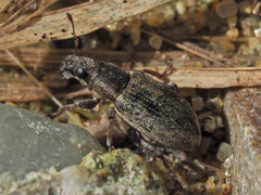 Sitona humeralis