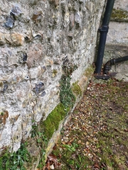 Pseudocrossidium revolutum