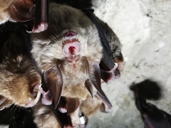 Rhinolophus ferrumequinum