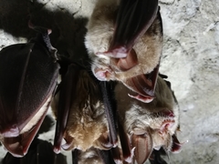 Rhinolophus ferrumequinum