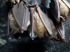 Rhinolophus ferrumequinum