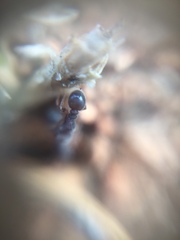 Tetramorium walshi