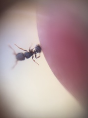 Tetramorium walshi