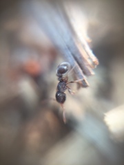 Tetramorium walshi