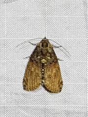 Lophoptera phaeobasis