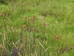 Schoenoplectus scirpoides