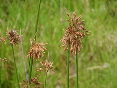 Schoenoplectus scirpoides